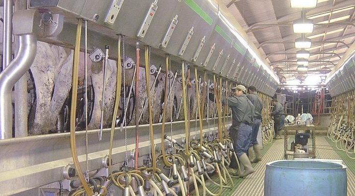 Analysts concerned over milk production growth