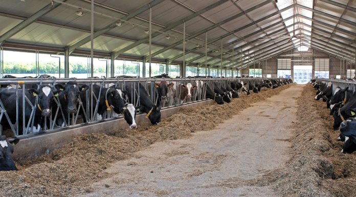 Understanding Lameness in Dairy Cattle: Causes, Prevention, and Action Steps