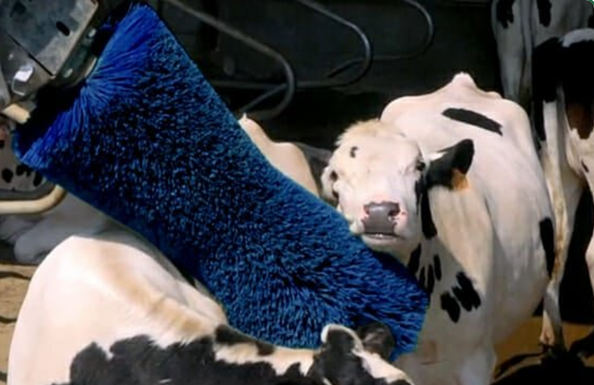 Why Cows Need Brushes (And Why Yours Will Love the Agricow-Blissbrush)