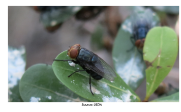 Northern Advance of New World Screwworm Prompts Heightened Alert for U.S. Livestock Sector