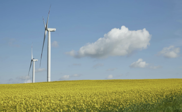 Western Canadian Canola Quality Holds Strong in 2025 Canola field with wind turbines under blue sky on the Canadian Prairies, representing late-season crop conditions.