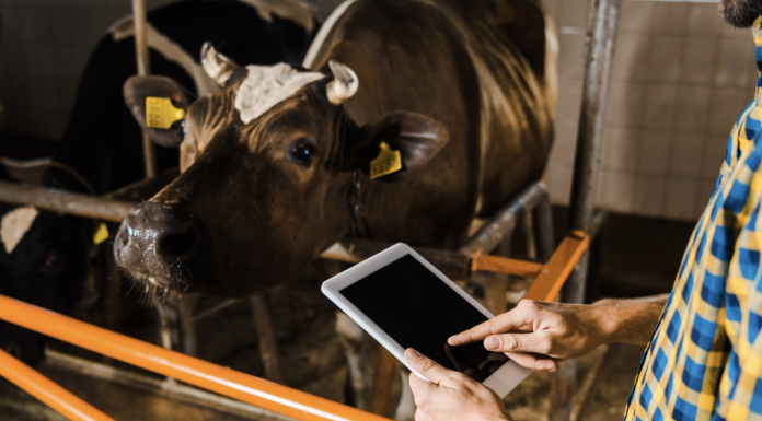 How Dairy Producers Can Use AI Without Losing Control of the Decision Dairy farmer using digital tools while checking cows in a freestall barn