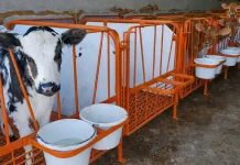 Calf Scours Prevention: Sanitation Isn’t Just Cleanliness — It’s Disease Control