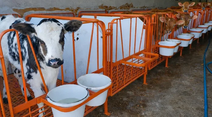 Calf Scours Prevention: Sanitation Isn’t Just Cleanliness — It’s Disease Control