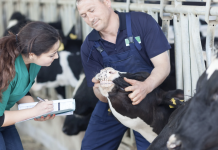 Lethbridge Polytechnic to Launch Pre-Veterinary Medicine Diploma in Fall 2026 Livestock handling training for veterinary students
