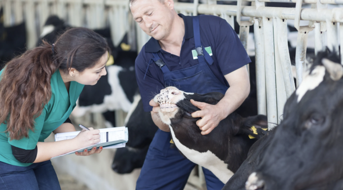 Lethbridge Polytechnic to Launch Pre-Veterinary Medicine Diploma in Fall 2026 Livestock handling training for veterinary students