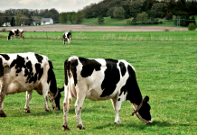 Halter Raises $220M as Digital Grazing Tools Gain Interest in Dairy Dairy cows grazing in pasture using collars for digital grazing management