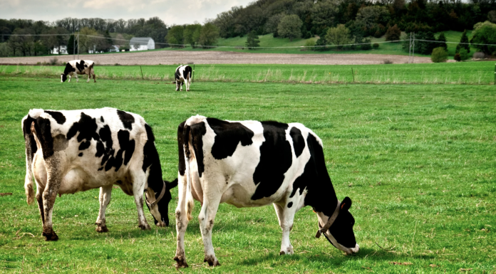 Halter Raises $220M as Digital Grazing Tools Gain Interest in Dairy Dairy cows grazing in pasture using collars for digital grazing management