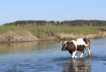Preparing for Flash Floods: Practical Steps to Protect Livestock and Limit Losses Dairy cow walking through floodwater in pasture