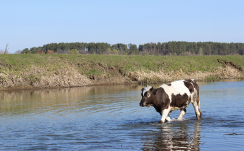 Preparing for Flash Floods: Practical Steps to Protect Livestock and Limit Losses Dairy cow walking through floodwater in pasture