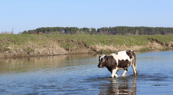 Preparing for Flash Floods: Practical Steps to Protect Livestock and Limit Losses Dairy cow walking through floodwater in pasture