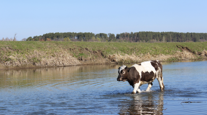 Dairy cow walking through floodwater in pasture